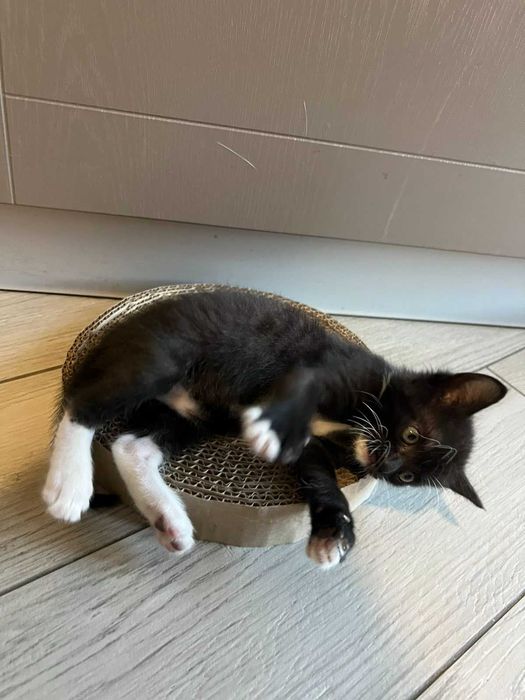 Віддамо кішечку у відповідальні руки