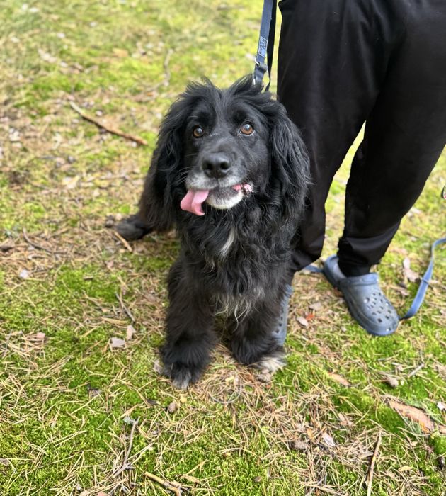 Latami zamknięty w boksie przez zwyrola… pies ideał do adopcji