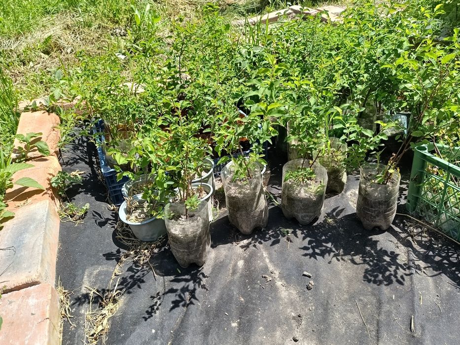 Спірея вангутта , спирея , невеста , білий кущ, жива огорожа