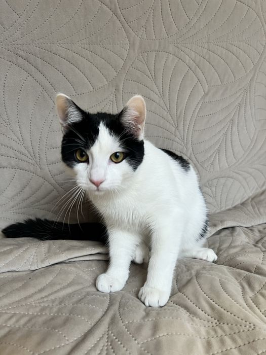 Cudowny Alvinek szuka domku