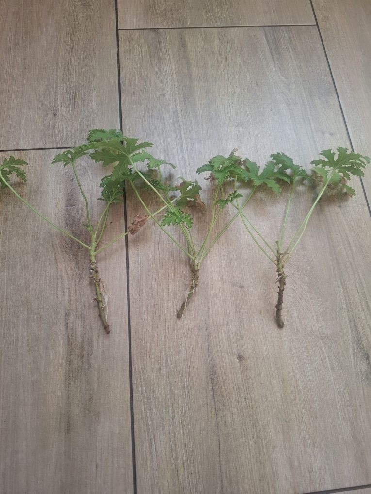 Geranium anginka szczepki ukorzenione