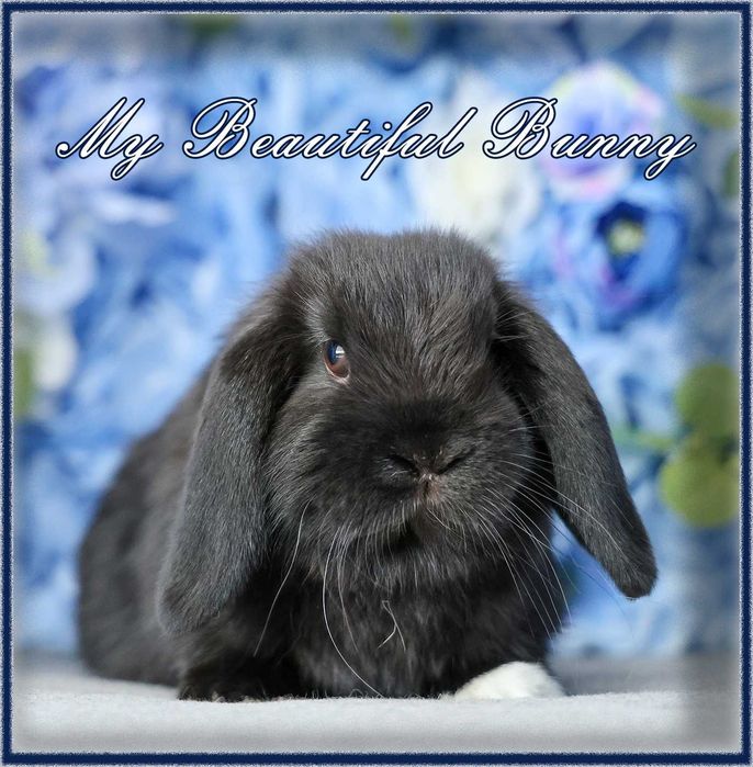Piekny Królik Mini Lop - Black