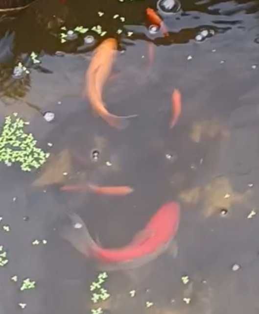 Peixes para lago ( goldfish - cometa )