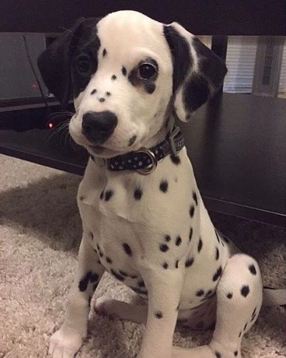 Далматини цуцики