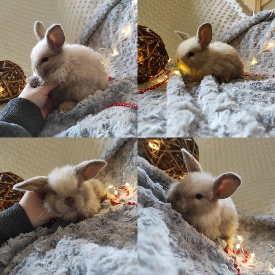 Mini Lop Króliczki Czystej Rasy z WYPRAWKĄ I KSIĄŻECZKĄ ZDROWIA