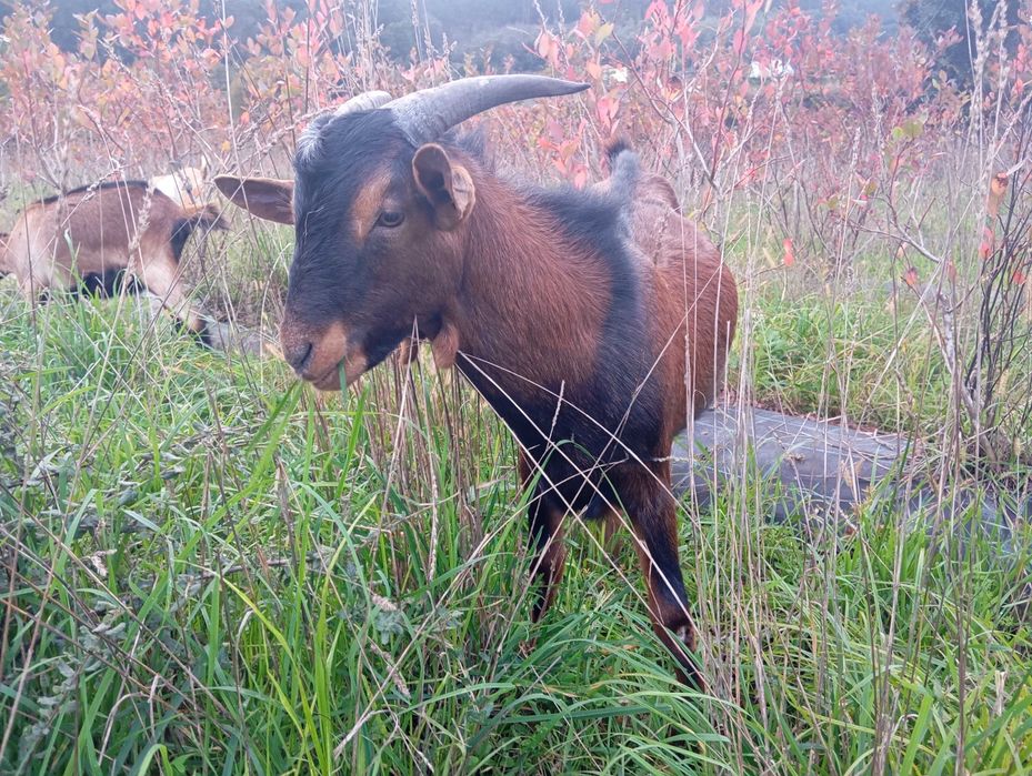 Cabrito bom macho reprodutor