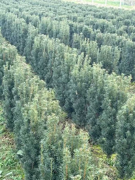 Cis Hicksii 70–100 cm – idealny na żywopłot, kopany na zamówienie!