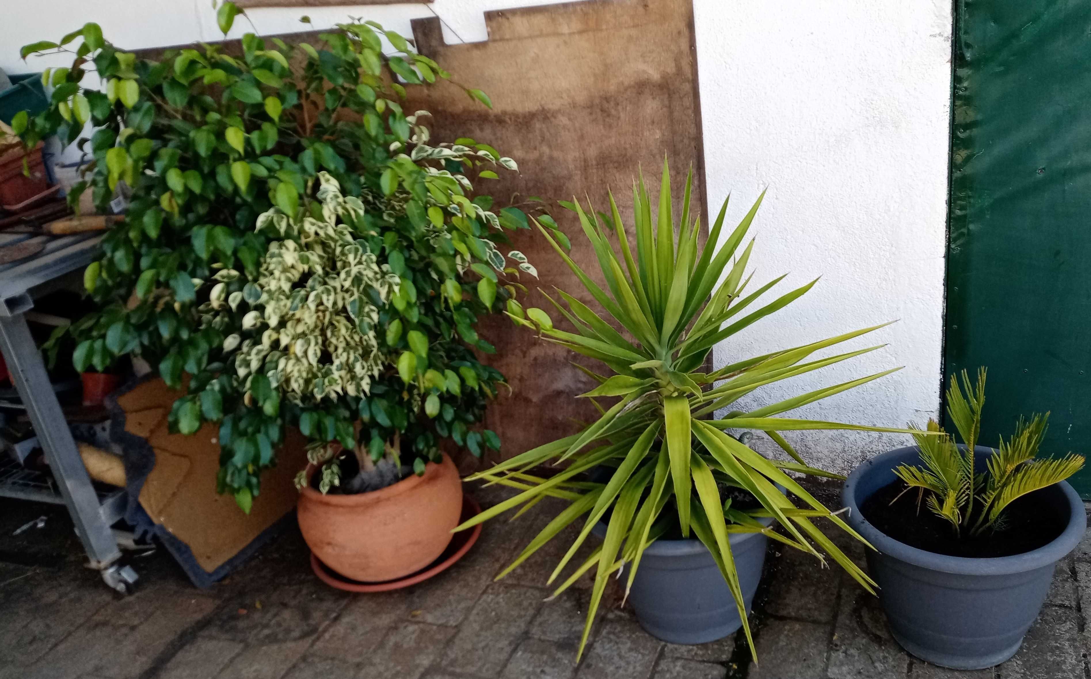 vasos em barro com plantas e flores,levo a casa zona do Seixal, grande