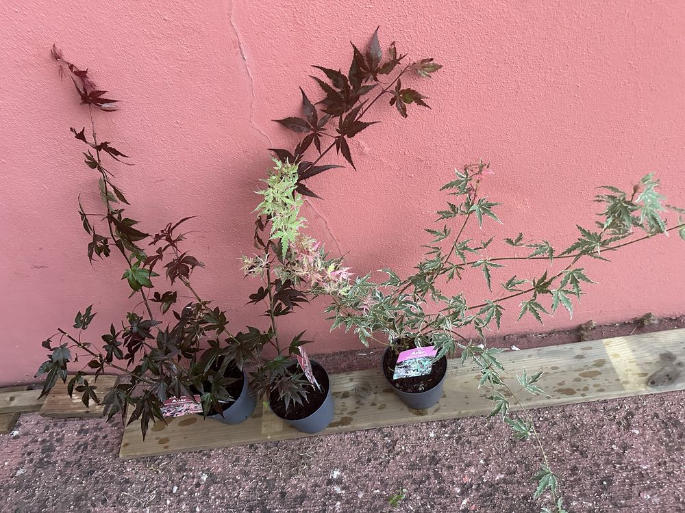 Plantas acers variados