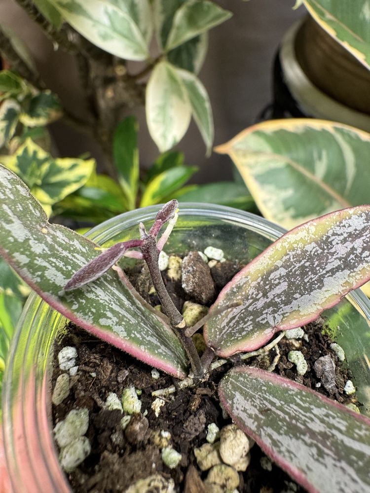 Хойя Hoya sigillatis albomarginata.
