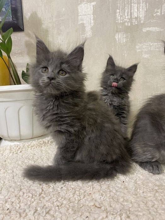 Чистокровные котята  Мейн-кун