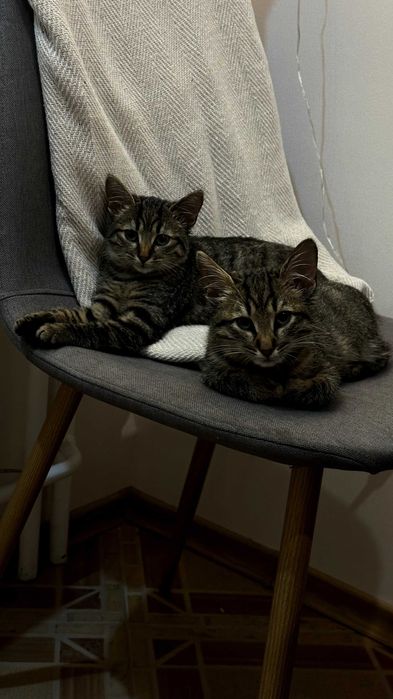 Кошенятка в добрі руки | кошенята | коти | кішки