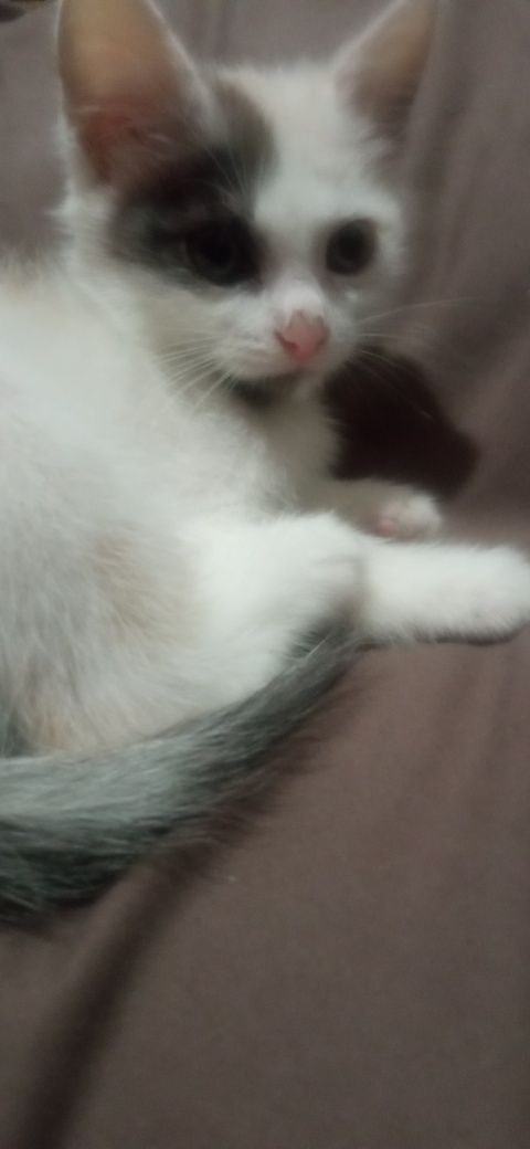 Котеня в добрі руки