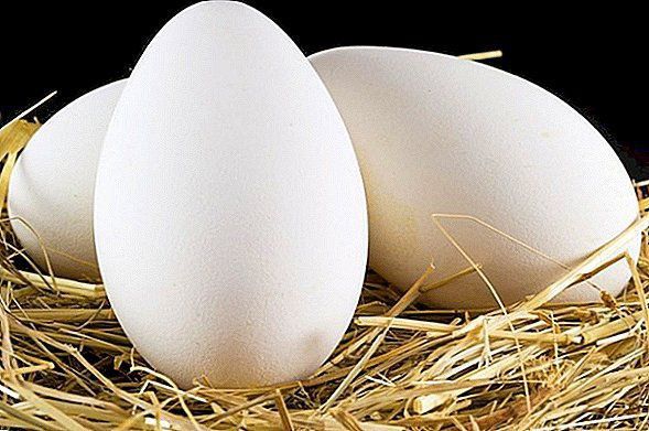 Інкубаційні яйця качок