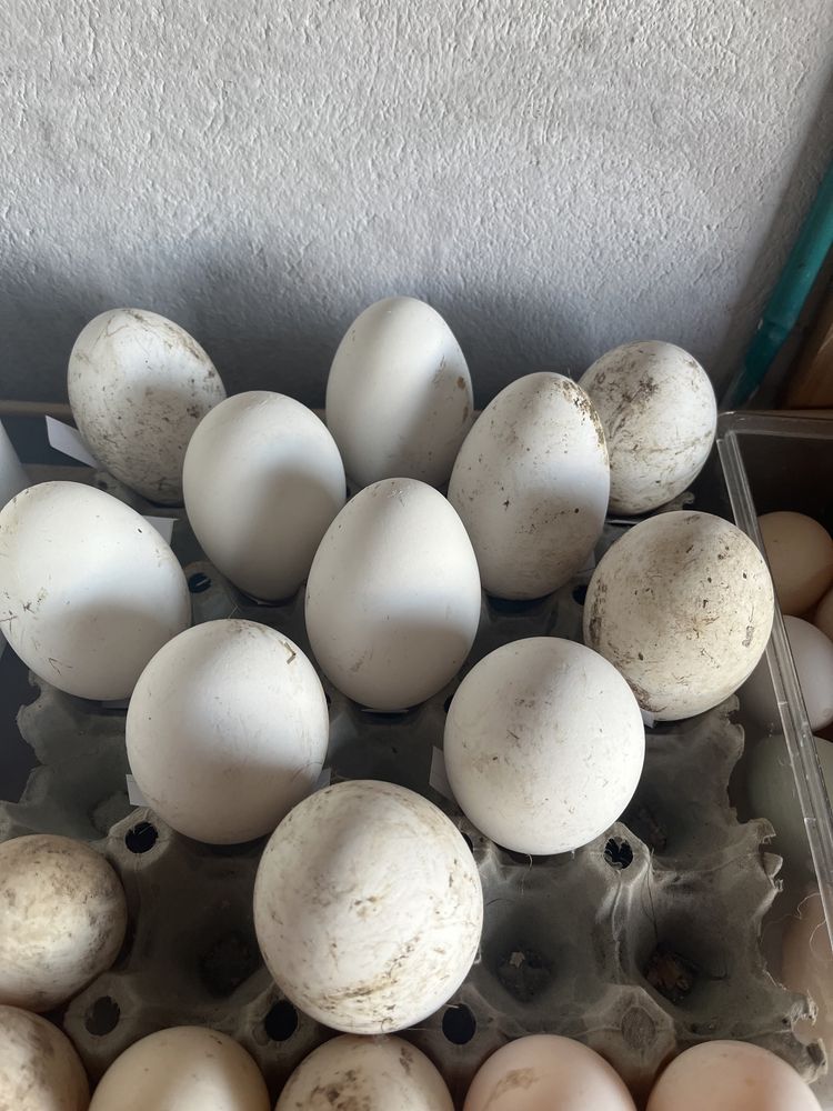 jajka lęgowe gęsi garbonosych