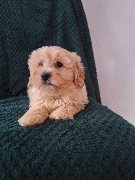 Maltipo-maltanczyk&pudel