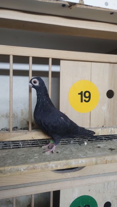 Brodawczaki gołębie ozdobne