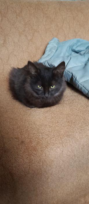 Кошечка пушистая,с неповторимым окрасом шерсти