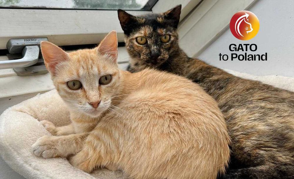 Dwie kotki szukają nowego domu