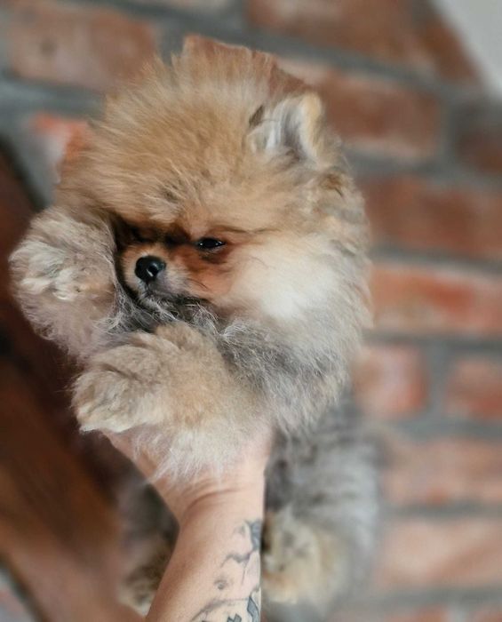 Szpic miniaturowy pomeranian FCI
