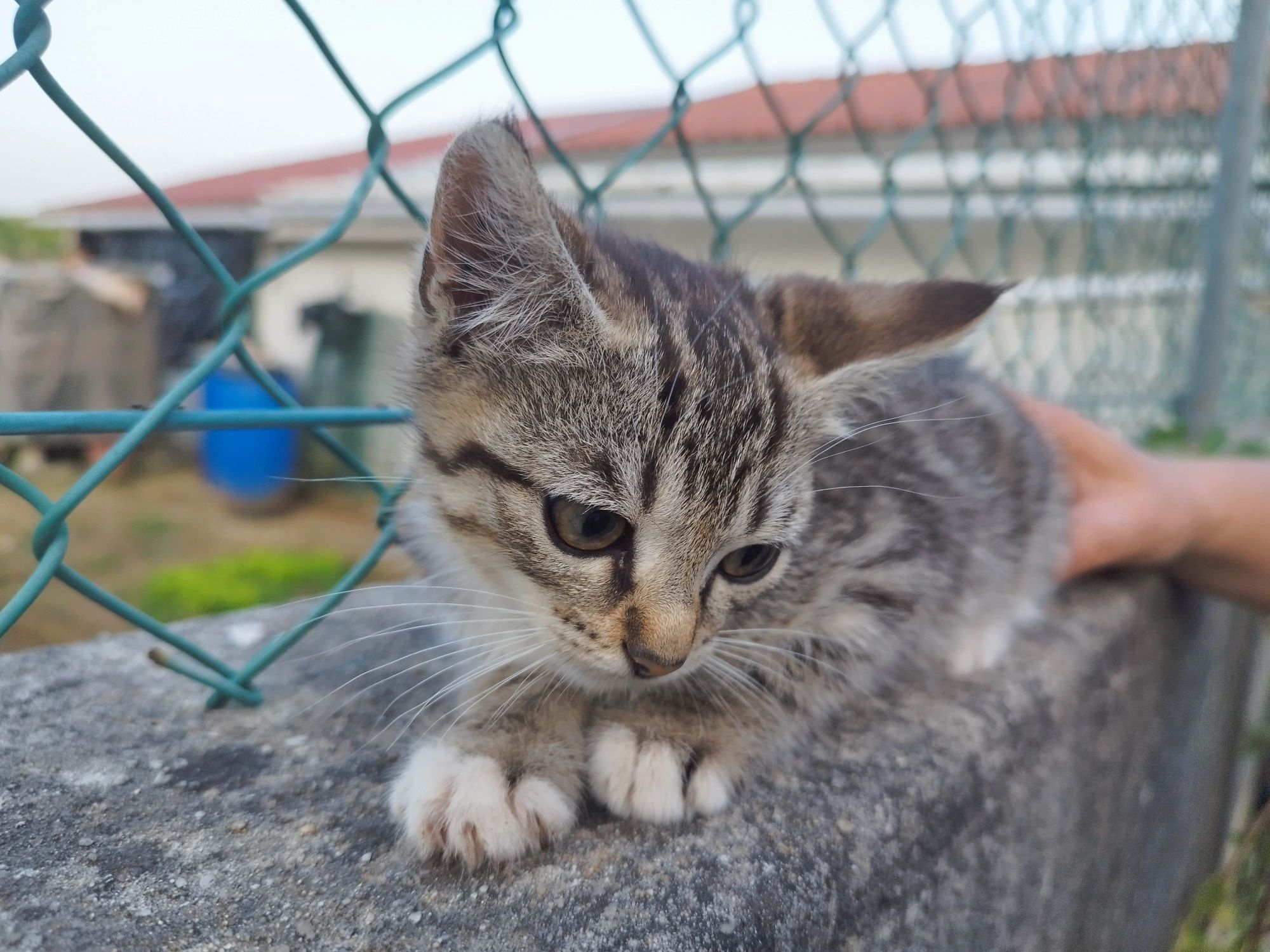 Gatos para adoção