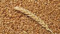 Продам пшеницю,жито,третікале,кукурудзу,соняшник