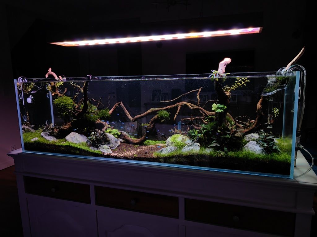 Rośliny akwariowe, bucephalandra 3 rodzaje, Anubias gold