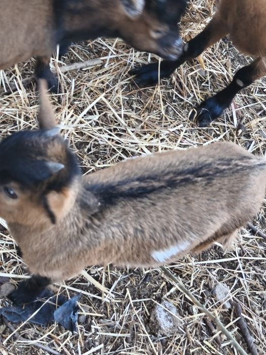 Cabritinhos anões