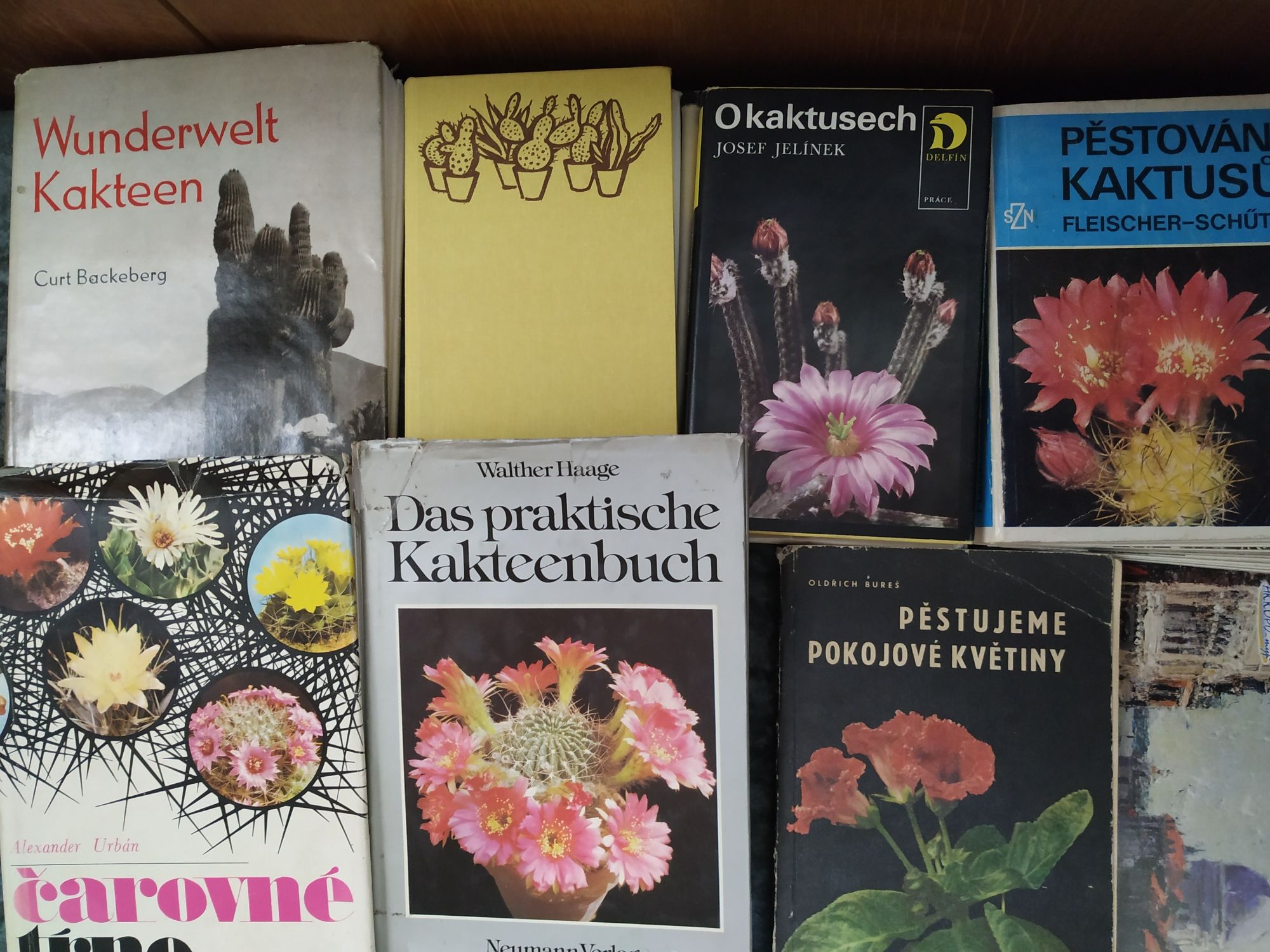Кактуси Суккуленты кактус суккулент книга Урбан