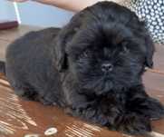 Piesek rasy shih tzu gotowy na nowy domek