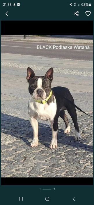 Boston Terrier  ZKwP FCI planowany miot 2026r