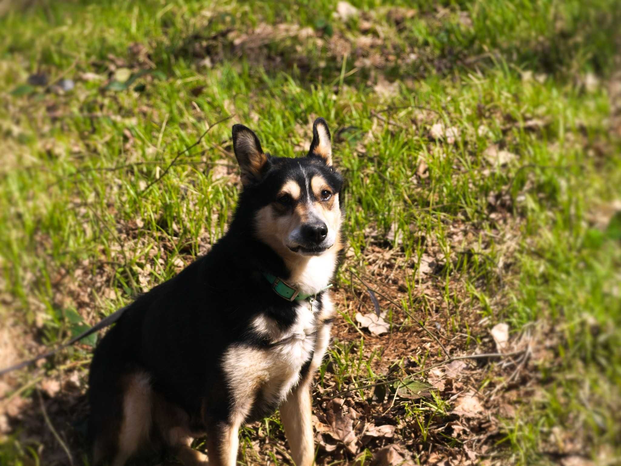 Edek z krainy kredek szuka nowego domu ADOPCJA