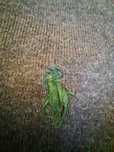 Sweter firmy Ralph Lauren XL