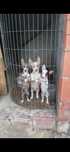 Casal cachorros podengos