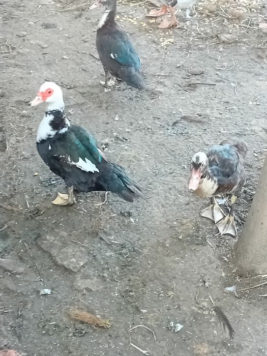Vndo patos mudos adultos