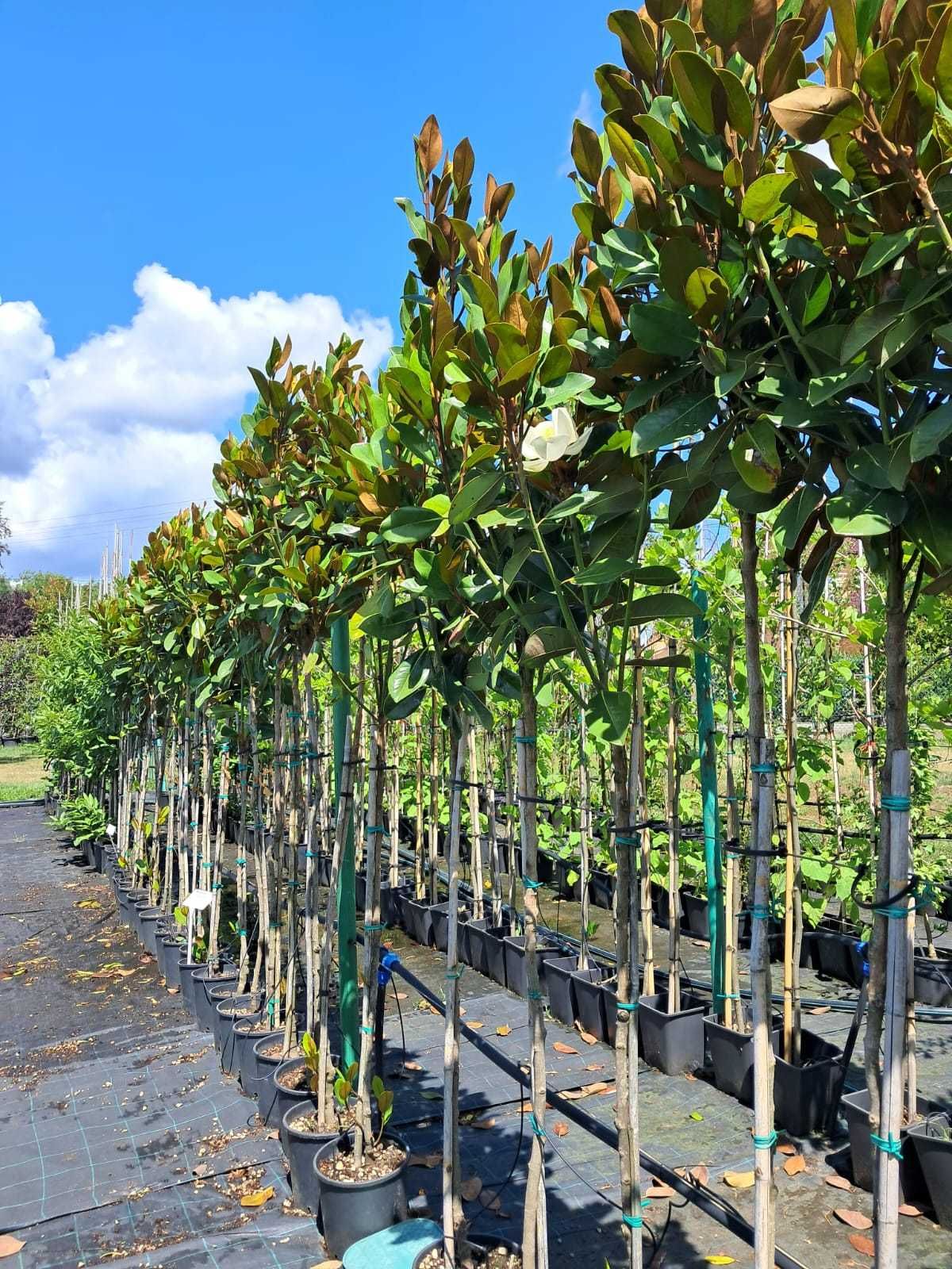 Magnolia Grandiflora Zimozielona na pniu 2m-2.4m
