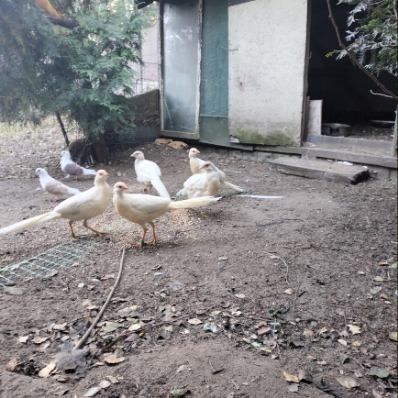 Bażanty brzoskwiniowe