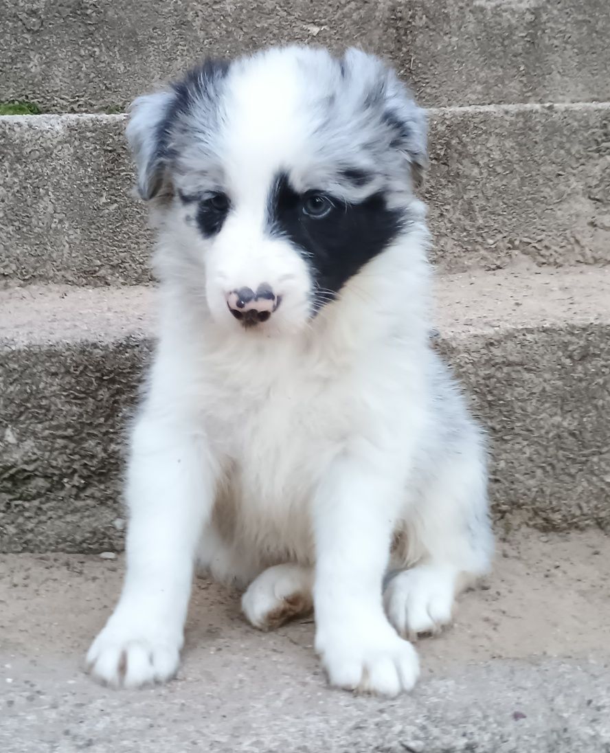 Samiec blue merle border collie metryka FCI