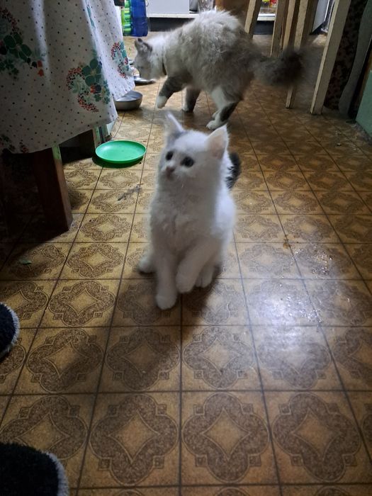 Котик безкоштовно