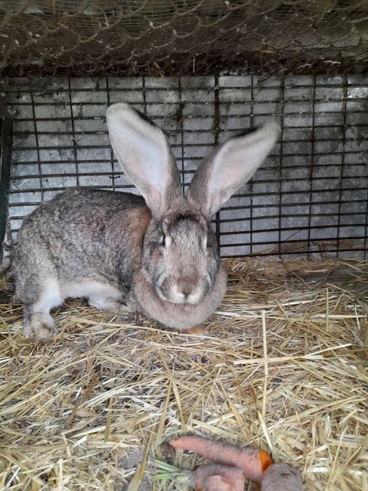 Sprzedam samice belgijską