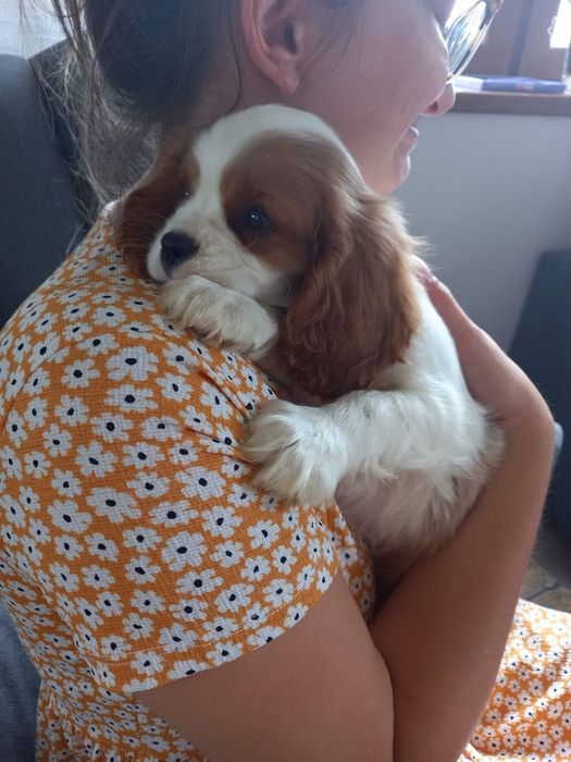 Cavalier piesek ostatni