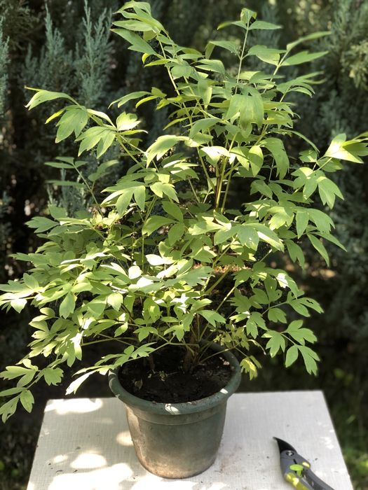 Піон деревовидний