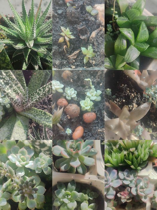 Суккуленти кімнатні по 10грн