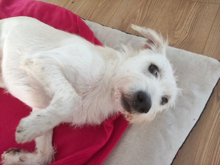 Cão meigo para adoção