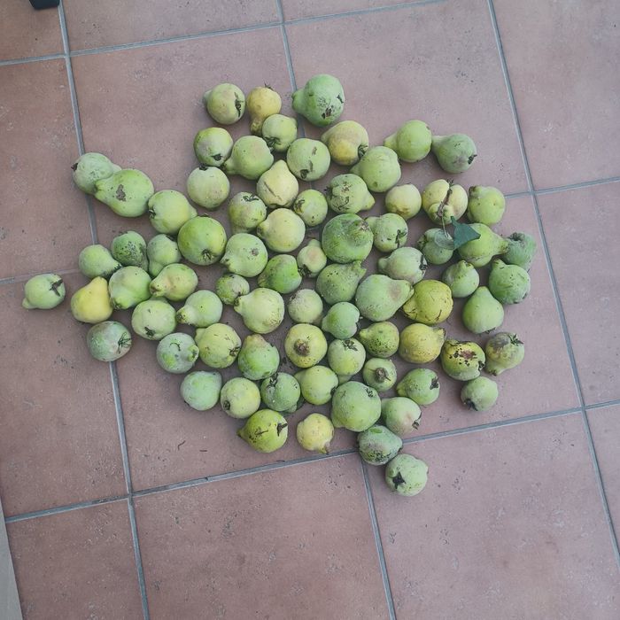 Pigwa  gruszkowa 7kg
