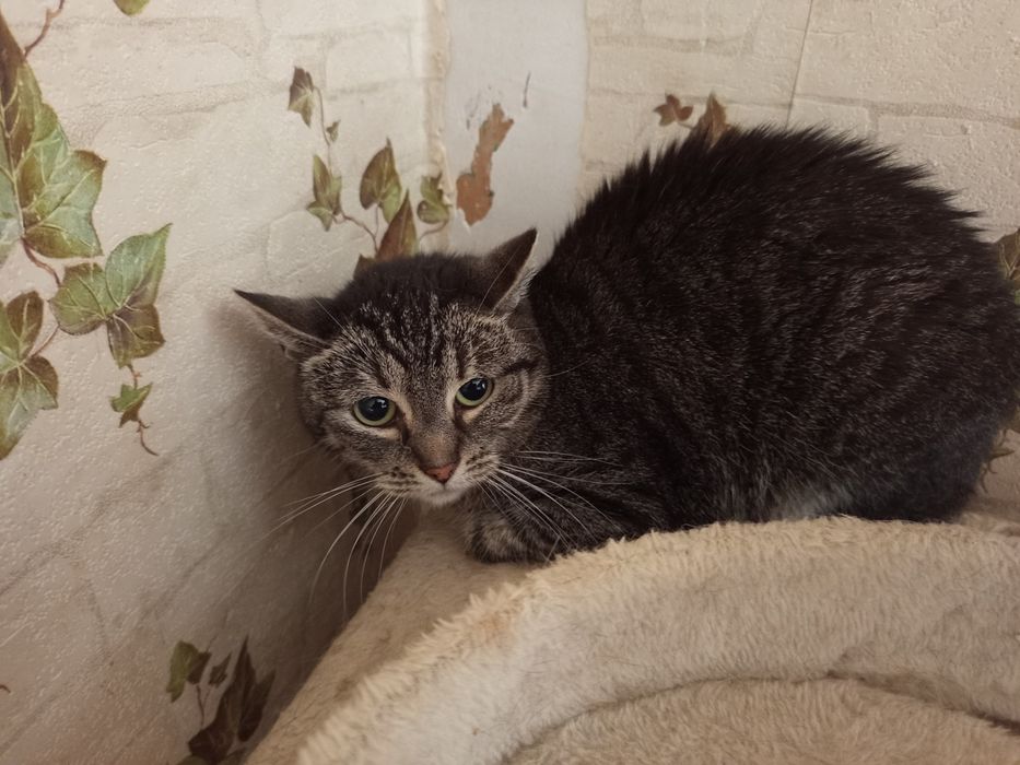 Malutka Dyzia szuka domku