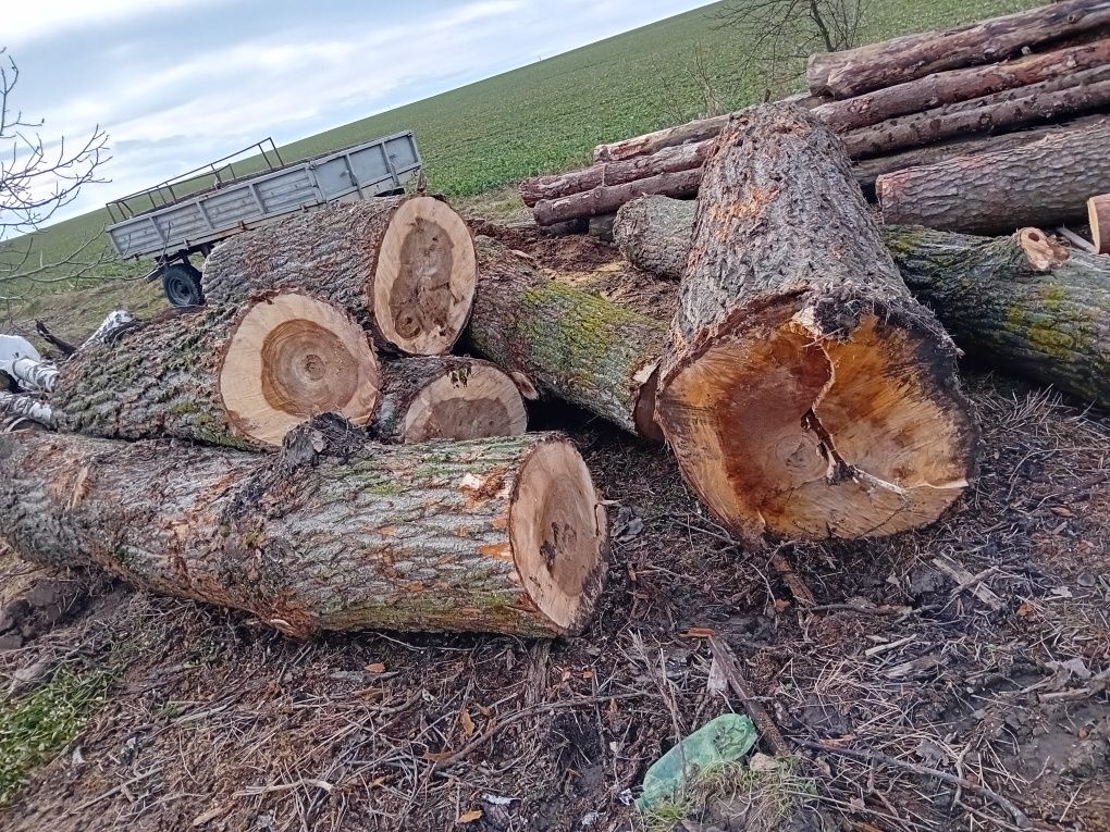 Drewno drzewo topola monolit bale deski plastry stoły