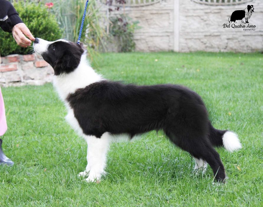 Border collie mały przystojniak NASIR - ZKwP - gotowy do zmiany domu