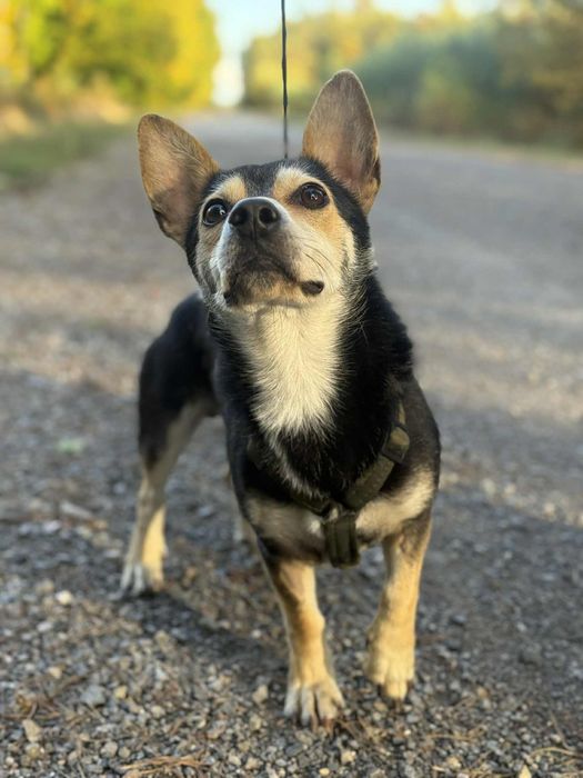 Mały Piesek do adopcji