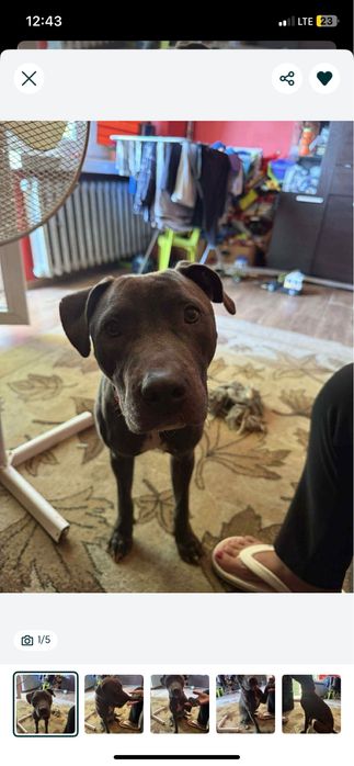 Oddam roczną suczke pitbull